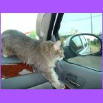 Rascal Opening Window.jpg